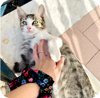 Petting cats